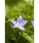 Garten-Hängepolster-Glockenblume - Campanula poscharskyana 'Stella'