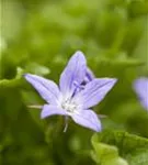 Hängepolster-Glockenblume - Campanula poscharskyana