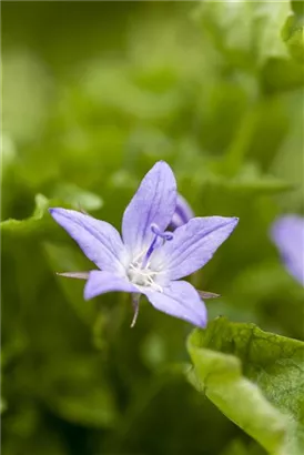 Garten-Hängepolster-Glockenblume - Campanula poscharskyana 'Stella'