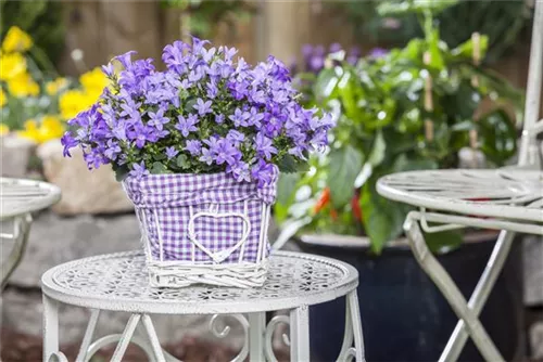 Hängepolster-Glockenblume - Campanula poscharskyana