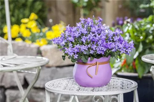 Hängepolster-Glockenblume - Campanula poscharskyana