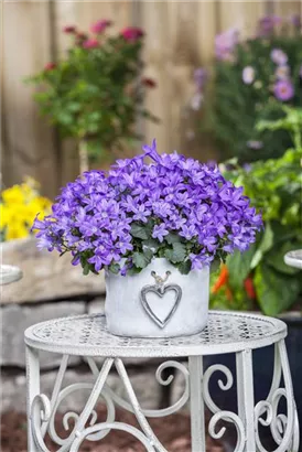 Hängepolster-Glockenblume - Campanula poscharskyana