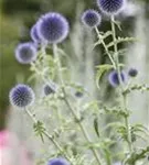 Kugeldistel - Echinops ritro