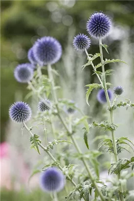 Kugeldistel - Echinops ritro