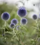 Kugeldistel - Echinops ritro