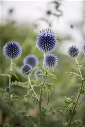 Kugeldistel - Echinops ritro