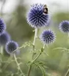 Kugeldistel - Echinops ritro