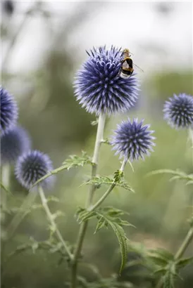 Kugeldistel - Echinops ritro