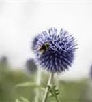 Kugeldistel - Echinops ritro