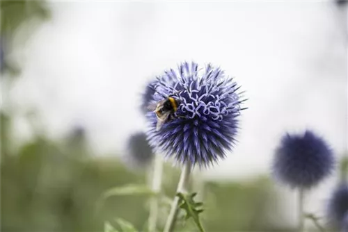 Kugeldistel - Echinops ritro