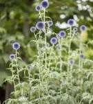 Kugeldistel - Echinops ritro