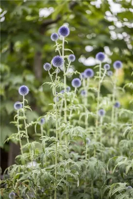 Kugeldistel - Echinops ritro