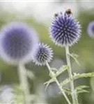 Kugeldistel - Echinops ritro