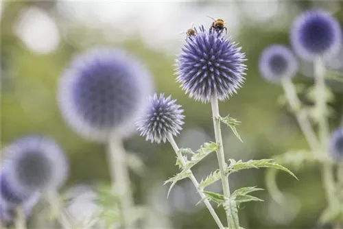 Kugeldistel - Echinops ritro