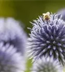 Kugeldistel - Echinops ritro