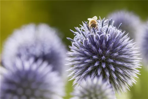 Kugeldistel - Echinops ritro