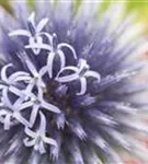 Kugeldistel - Echinops ritro