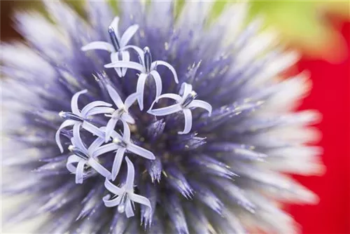 Kugeldistel - Echinops ritro