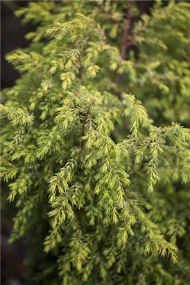 Gold-Säulenwacholder 'Gold Cone' - Juniperus com.'Gold Cone'