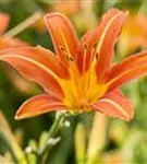 Garten-Taglilie - Hemerocallis x cult.'Sammy Russel'