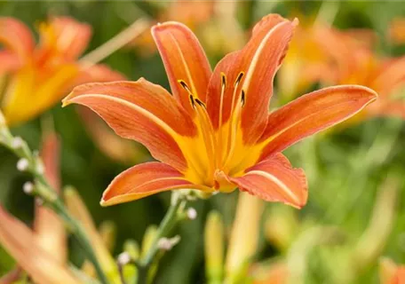 Hemerocallis x cult.'Sammy Russel' - Garten-Taglilie