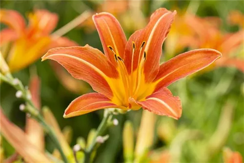 Garten-Taglilie - Hemerocallis x cult.'Sammy Russel'