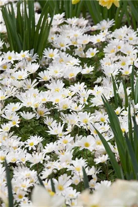 Garten-Strahlen-Windröschen - Anemone blanda 'White Splendour'