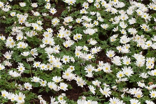 Garten-Strahlen-Windröschen - Anemone blanda 'White Splendour'