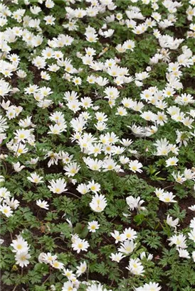 Garten-Strahlen-Windröschen - Anemone blanda 'White Splendour'