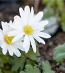 Garten-Strahlen-Windröschen - Anemone blanda 'White Splendour'