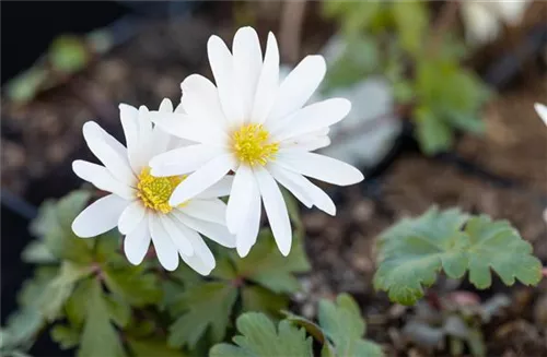 Garten-Strahlen-Windröschen - Anemone blanda 'White Splendour'