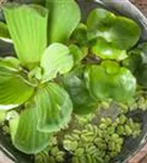 Wassersalat - Pistia stratiodes