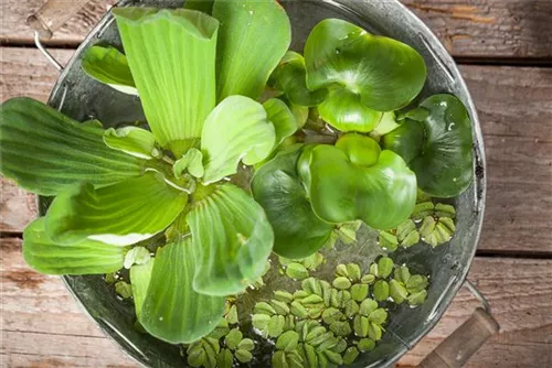 Wassersalat - Pistia stratiodes