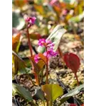 Garten-Bergenie - Bergenia cordifolia 'Morgenröte'