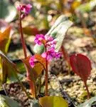 Garten-Bergenie - Bergenia cordifolia 'Eroica'