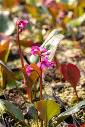 Garten-Bergenie - Bergenia cordifolia 'Morgenröte'