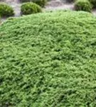 Kriechwacholder 'Green Carpet' - Juniperus com.'Green Carpet'