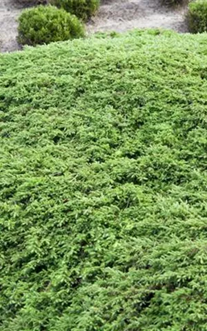 Juniperus com.'Green Carpet'