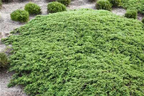 Kriechwacholder 'Green Carpet' - Juniperus com.'Green Carpet'