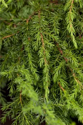 Kriechwacholder 'Green Carpet' - Juniperus com.'Green Carpet'