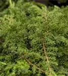 Kriechwacholder 'Green Carpet' - Juniperus com.'Green Carpet'