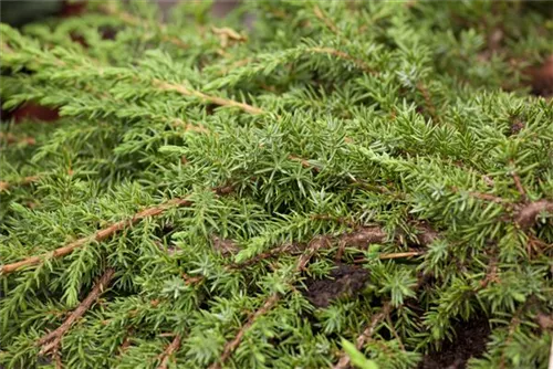 Kriechwacholder 'Green Carpet' - Juniperus com.'Green Carpet'