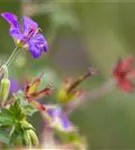 Wlassovs Storchschnabel - Geranium wlassovianum