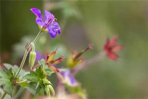 Wlassovs Storchschnabel - Geranium wlassovianum