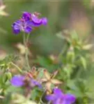 Wlassovs Storchschnabel - Geranium wlassovianum