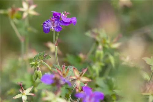 Wlassovs Storchschnabel - Geranium wlassovianum