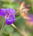 Wlassovs Storchschnabel - Geranium wlassovianum