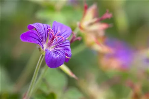 Wlassovs Storchschnabel - Geranium wlassovianum