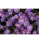 Niedrige Garten-Aster - Aster alpinus 'Goliath'