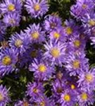 Garten-Kissen-Aster - Aster dumosus 'Blaue Lagune'